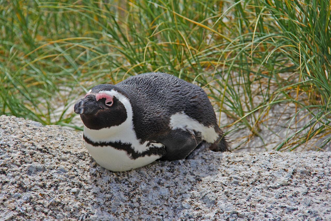 Boulders Beach, Cape Town