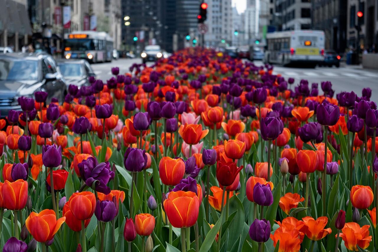 The Magnificent Mile, Chicago