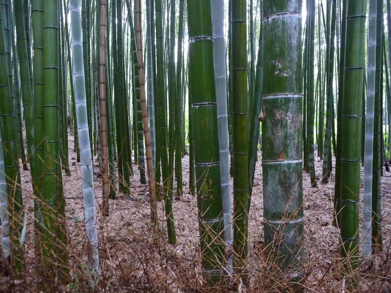 Arashiyama Bamboo Grove, Kyoto