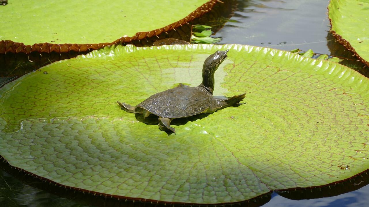 Sir Seewoosagur Ramgoolam Botanical Garden, Mauritius