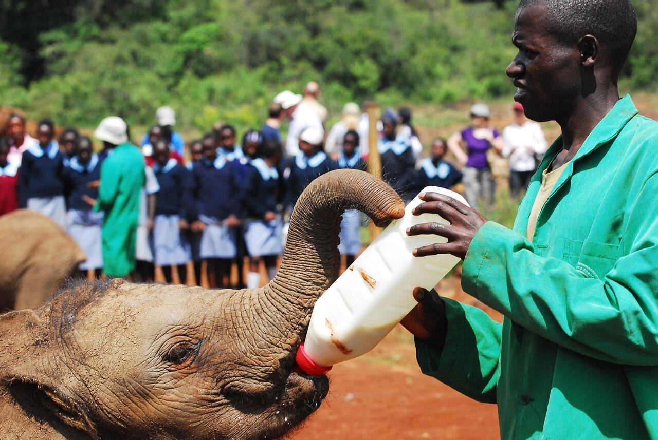 David Sheldrick Wildlife Trust, Nairobi