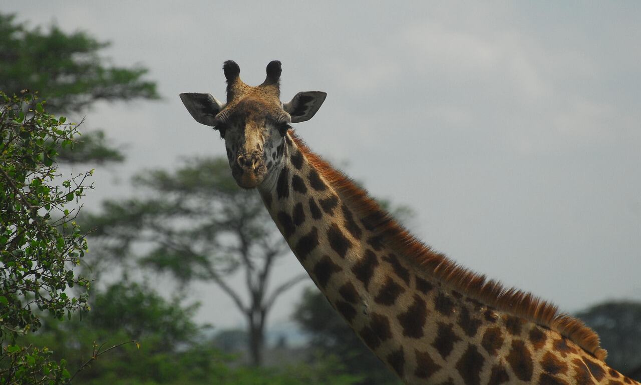 Nairobi National Park, Nairobi