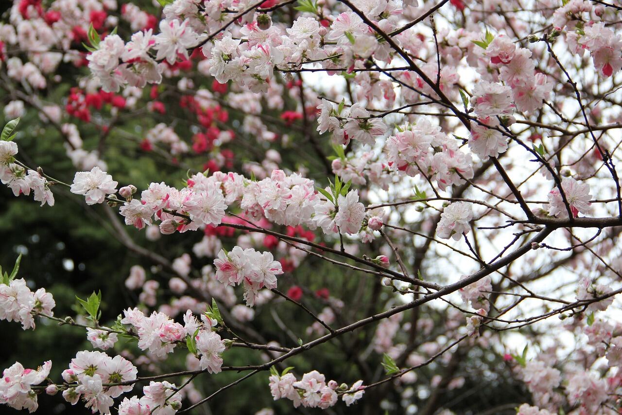 Shinjuku Gyoen National Garden, Tokyo