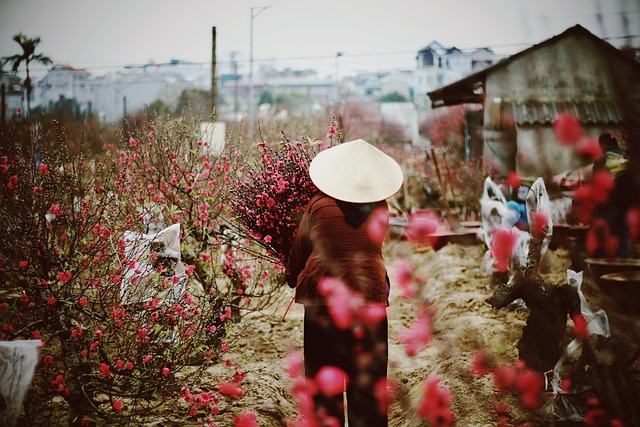 flowers, garden, spring, beautiful flowers, flower wallpaper, blossom, flower background, nature, hanoi, vietnam