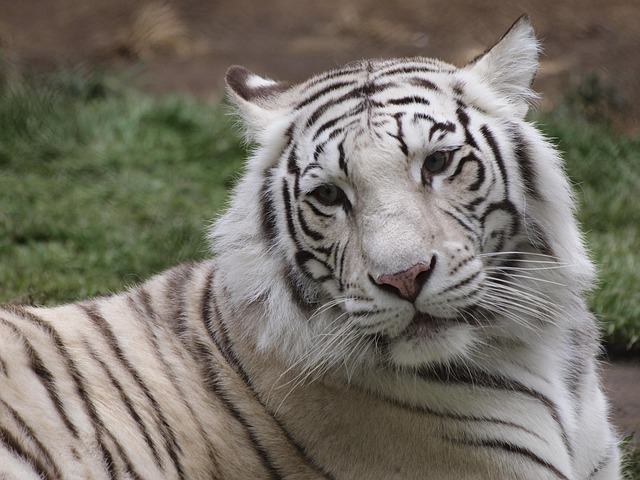 tiger, white tiger, animal, wildlife, las vegas, nevada, usa, united states, white tiger, white tiger, white tiger, white tiger, white tiger, las vegas