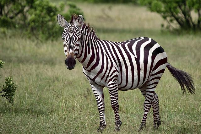 animal, zebra, wild, wild life, africa, nature, kenya, nikon, safari, animals