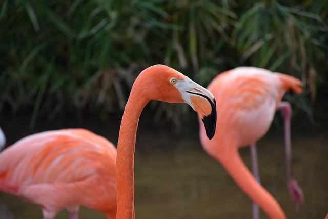 flamingo, portrait, head, closeup, pink, wading, gatorland, orlando, florida, orlando, orlando, orlando, orlando, orlando