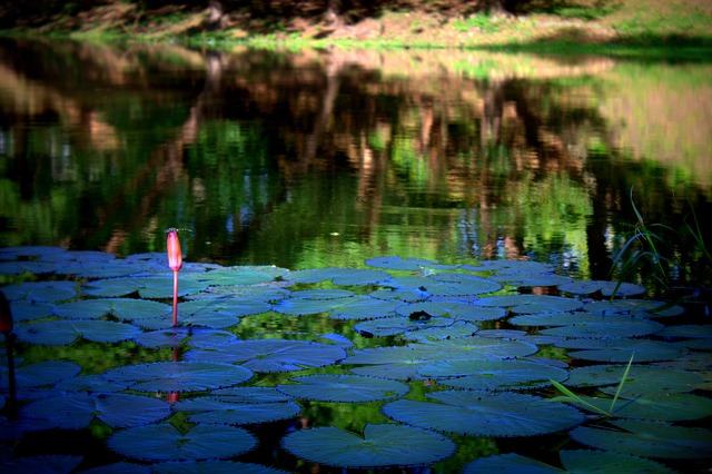 lotus, siem reap, cambodia, siem reap, siem reap, siem reap, siem reap, siem reap